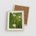 Plakat w ramie 40x50 - Kolorowa łąka - stokrotki, łąka - rama drewno