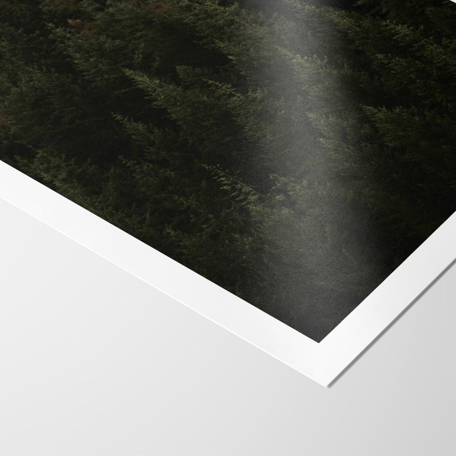 Plakat bez ramy 40x50 - Ciemny las iglasty - las, iglasty