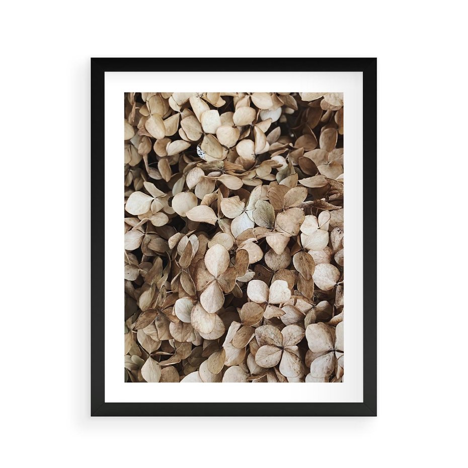 Plakat w ramie 40x50 - Delikatność Hortensji: Kompozycja Kwiatów w Beżu - hortensja, odcienie beżu - rama czarna