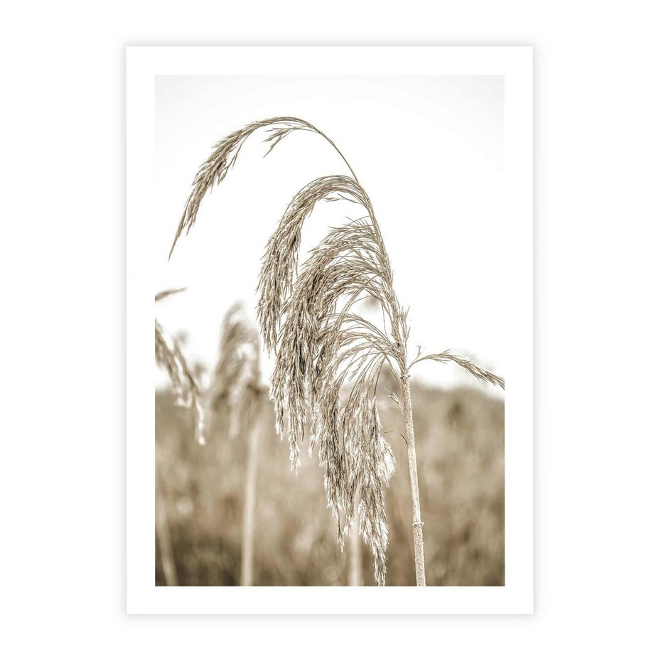 Plakat bez ramy 30x40 - Ujęcie Suchych Traw - suche trawy, zbliżenie