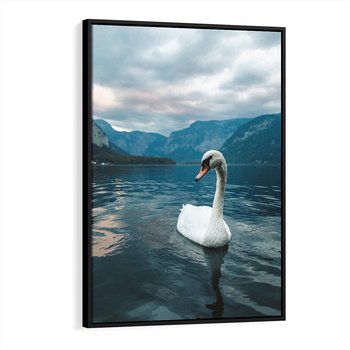 Obraz w ramie 50x70 - Łabędzi Śpiew - fotografia, plakat - rama czarna