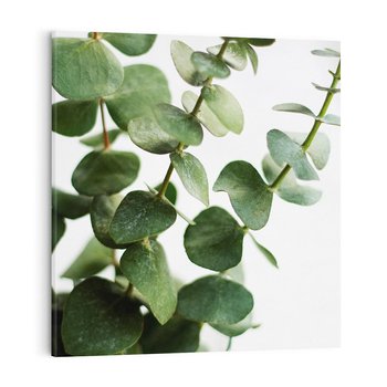 Obraz na płótnie 40x40 - Zielone eukaliptusy - eukaliptus, liście