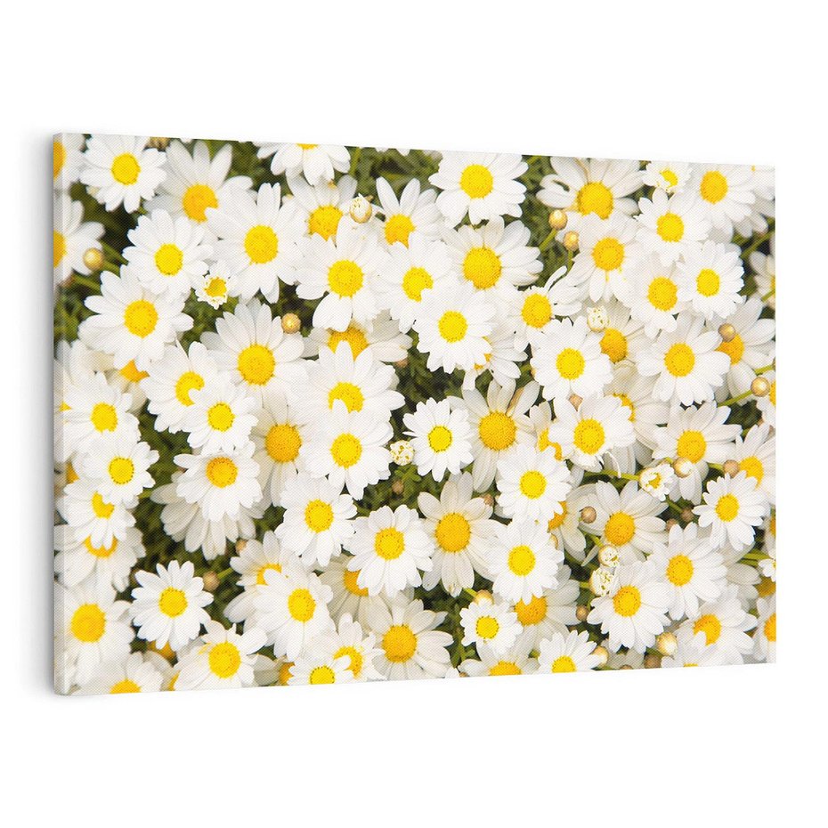 Obraz na płótnie 100x70 - Delikatność Kwiatowej Przyrody - stokrotki, kwiaty