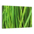 Obraz na płótnie 70x50 - Trawa w abstrakcji: natura przekształcona - trawa, abstrakcja