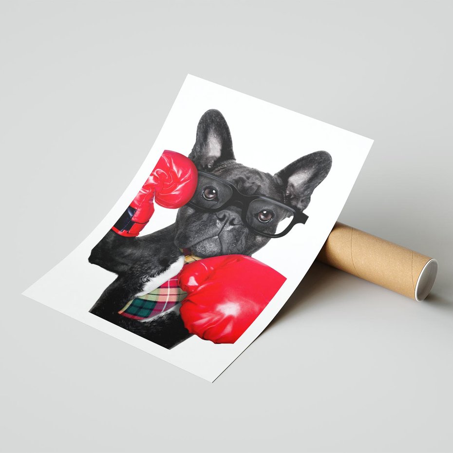 Plakat bez ramy 21x30 - Boksujący mops - pies - boks, mops