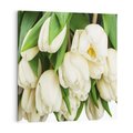 Obraz na płótnie 50x50 - Białe tulipany w pełnym rozkwicie - białe, tulipany