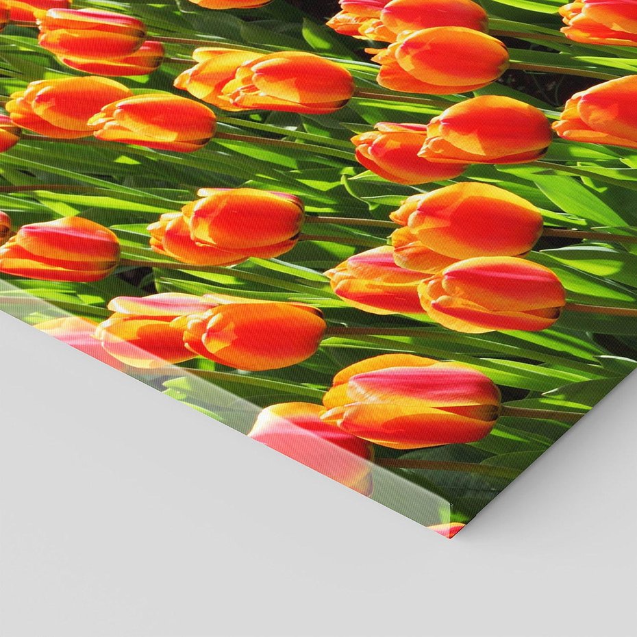 Obraz na płótnie 150x50 - Urok tulipanów piękno kwiatów - tulipany, kwiaty