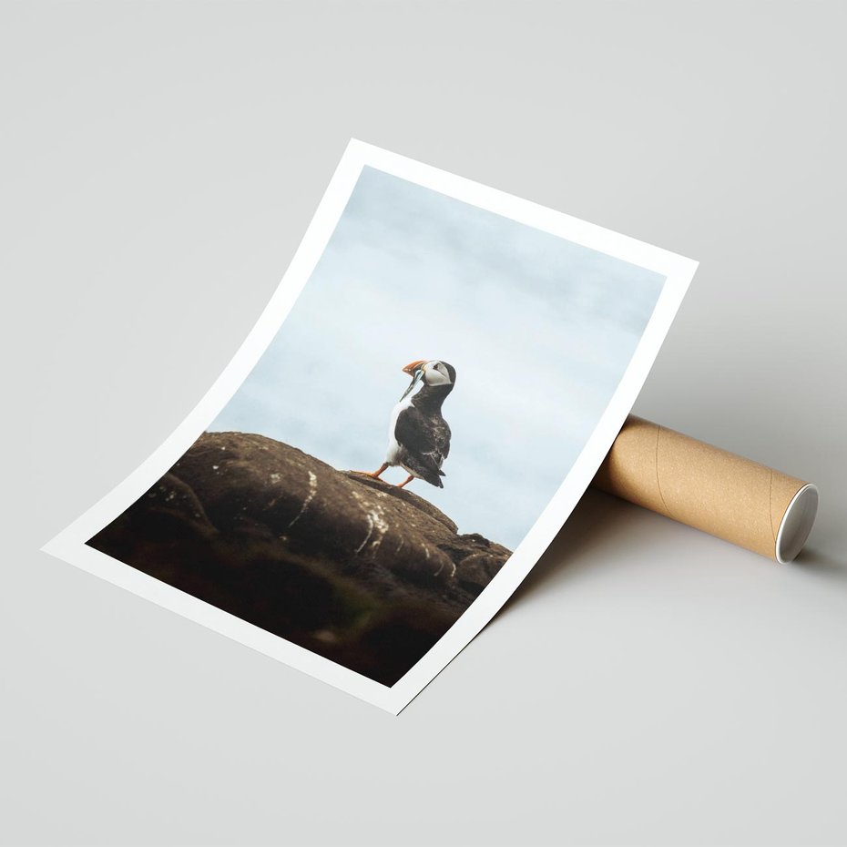 Plakat bez ramy 30x40 - Portret Ptaka Morskiego - maskonur, ptak