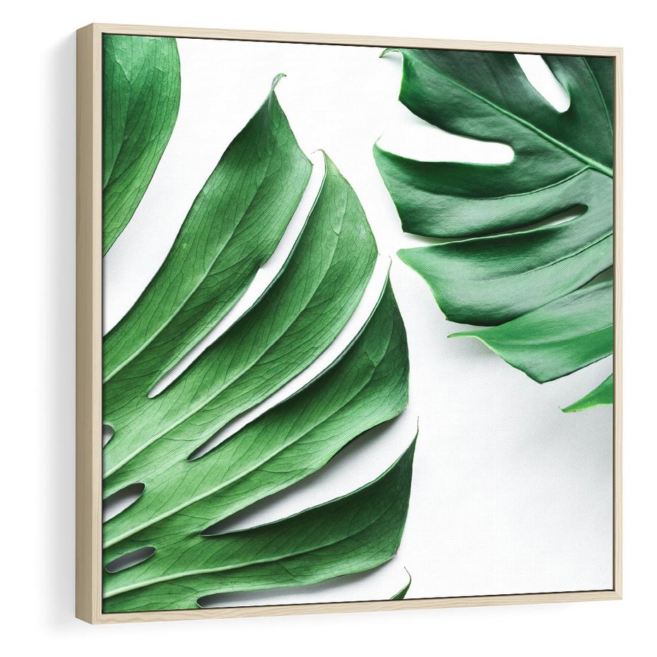 Obraz w ramie 50x50 - Monstera - Liście Kwiaty - monstera, liście - rama drewno