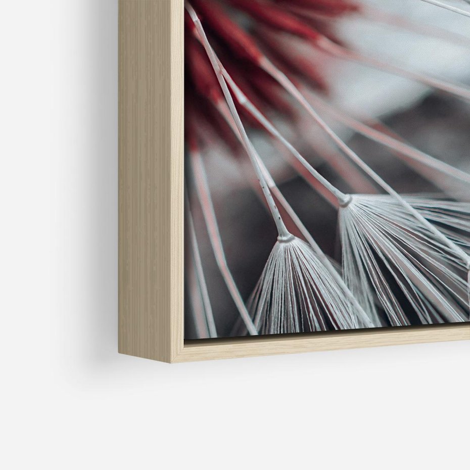 Obraz w ramie 80x80 - Makro świat dmuchawca - dmuchawiec, makro - rama drewno