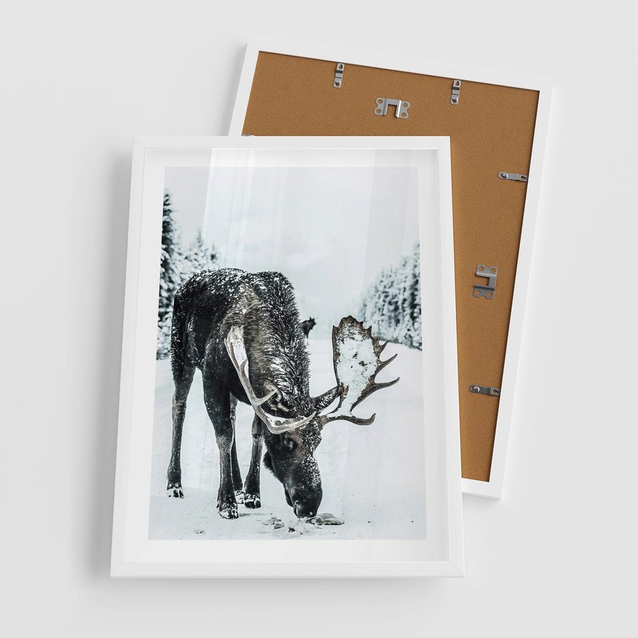 Plakat w ramie 50x70 - Zimowy Portret Łosia - łoś w zimowej scenerii - rama biała