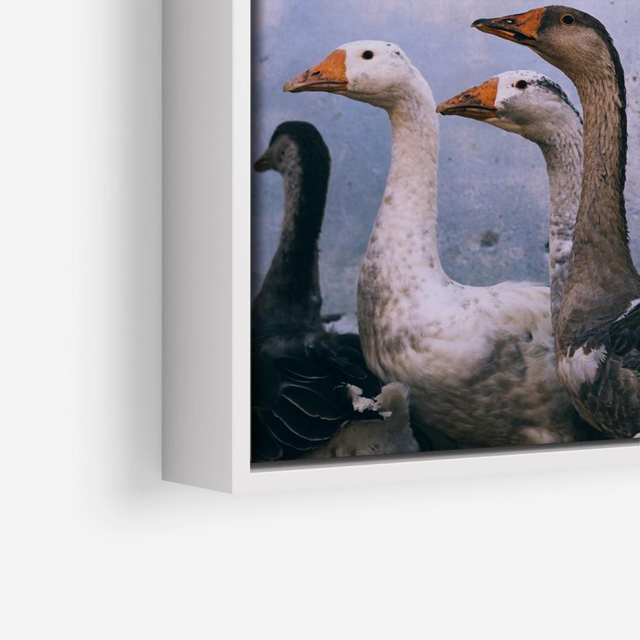 Obraz w ramie 80x80 - Spotkanie Wśród Piór - uchwycony moment, fotografia - rama biała