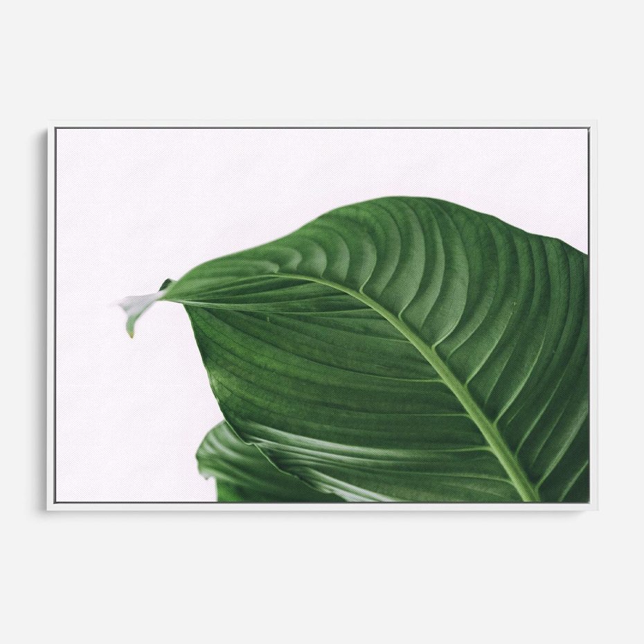 Obraz w ramie 70x50 - Zielone liście monstery - liście, monstera - rama biała