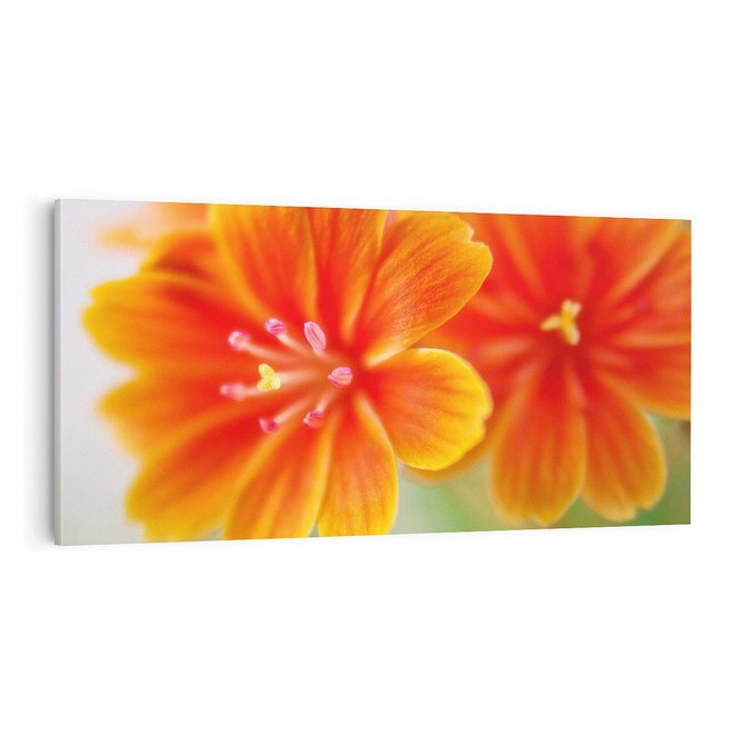 Obraz na płótnie 100x50 - Urok kwiatów - kwiat, kwiaty
