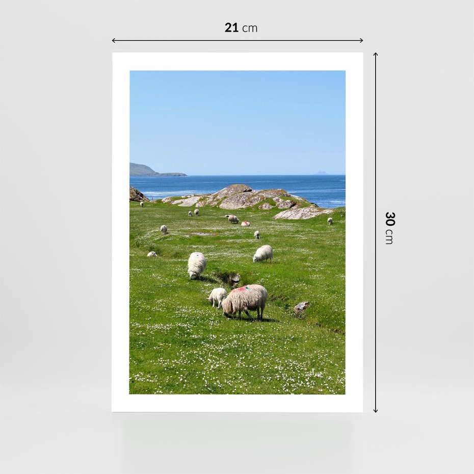 Plakat bez ramy 21x30 - Górskie Owce - góry, owce