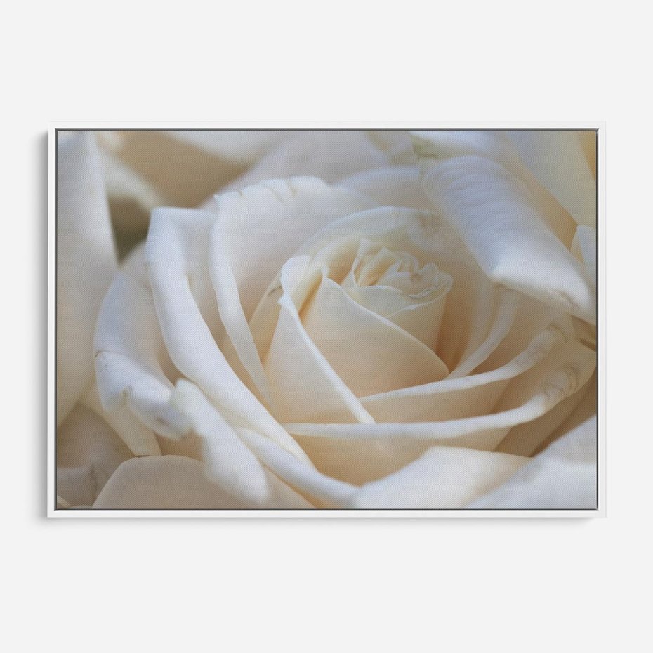 Obraz w ramie 70x50 - Białe róże piękności - białe, róże - rama biała
