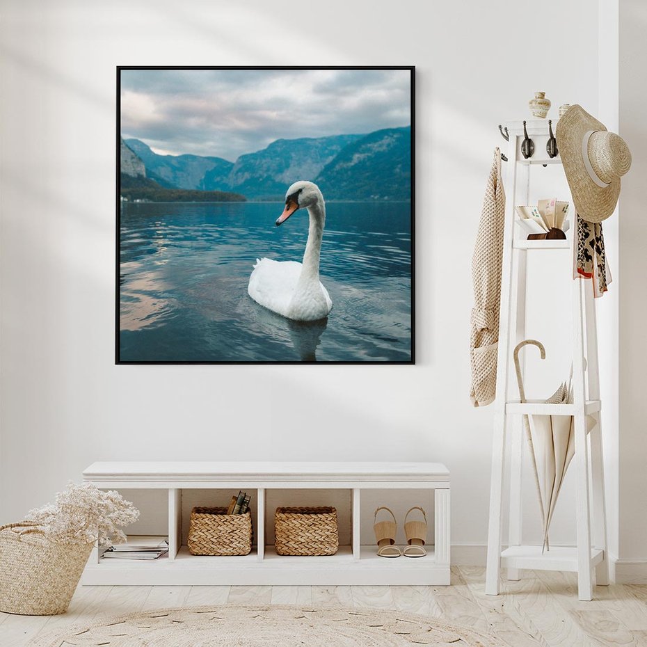 Obraz w ramie 50x50 - Łabędzi Śpiew - fotografia, plakat - rama czarna