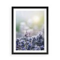 Plakat w ramie 50x70 - Delikatna Uroda Natury - wrzosy, fiolet - rama czarna