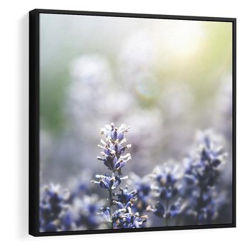 Obraz w ramie 50x50 - Delikatna Uroda Natury - wrzosy, fiolet - rama czarna