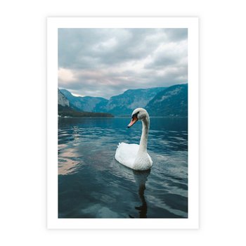 Plakat bez ramy 50x70 - Łabędzi Śpiew - fotografia, plakat