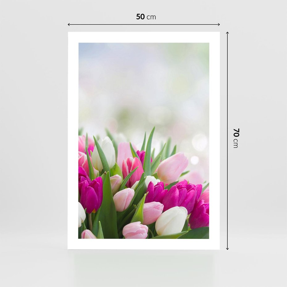 Plakat bez ramy 50x70 - Tulipany w pełnym rozkwicie - tulipany, kwiaty