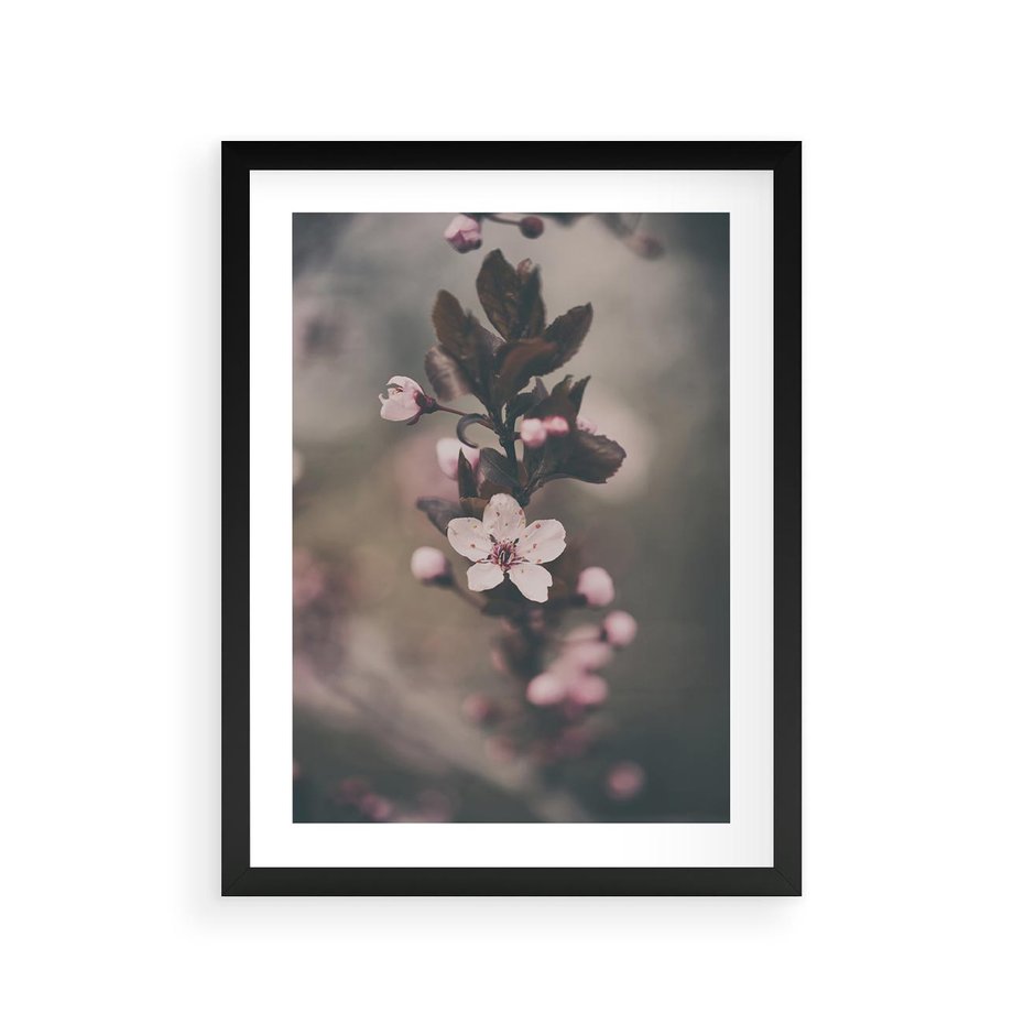 Plakat w ramie 30x40 - Przemijający Urok - kwitnąca, wiśnia - rama czarna