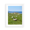 Plakat w ramie 40x50 - Górskie Owce - góry, owce - rama biała