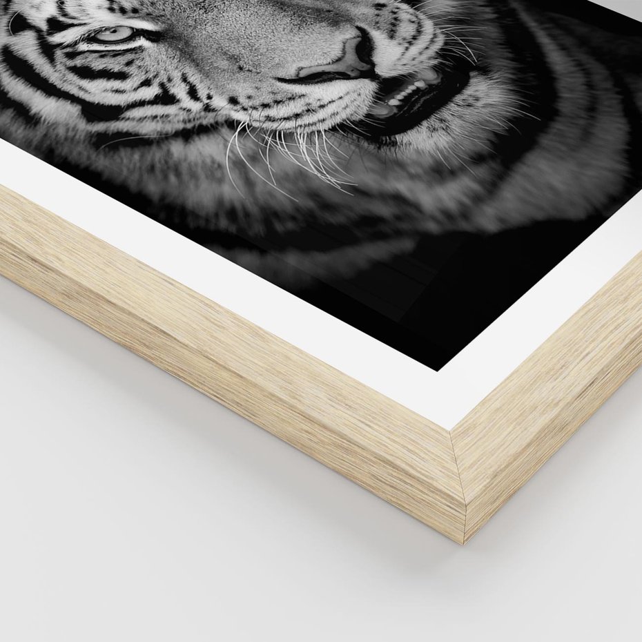 Plakat w ramie 40x50 - Tygrys Czarno-Biały: Siła i Delikatność - tygrys, czarno - rama drewno