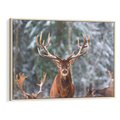Obraz w ramie 70x50 - Monarcha Zimowej Dziczy - jeleń, zima - rama drewno