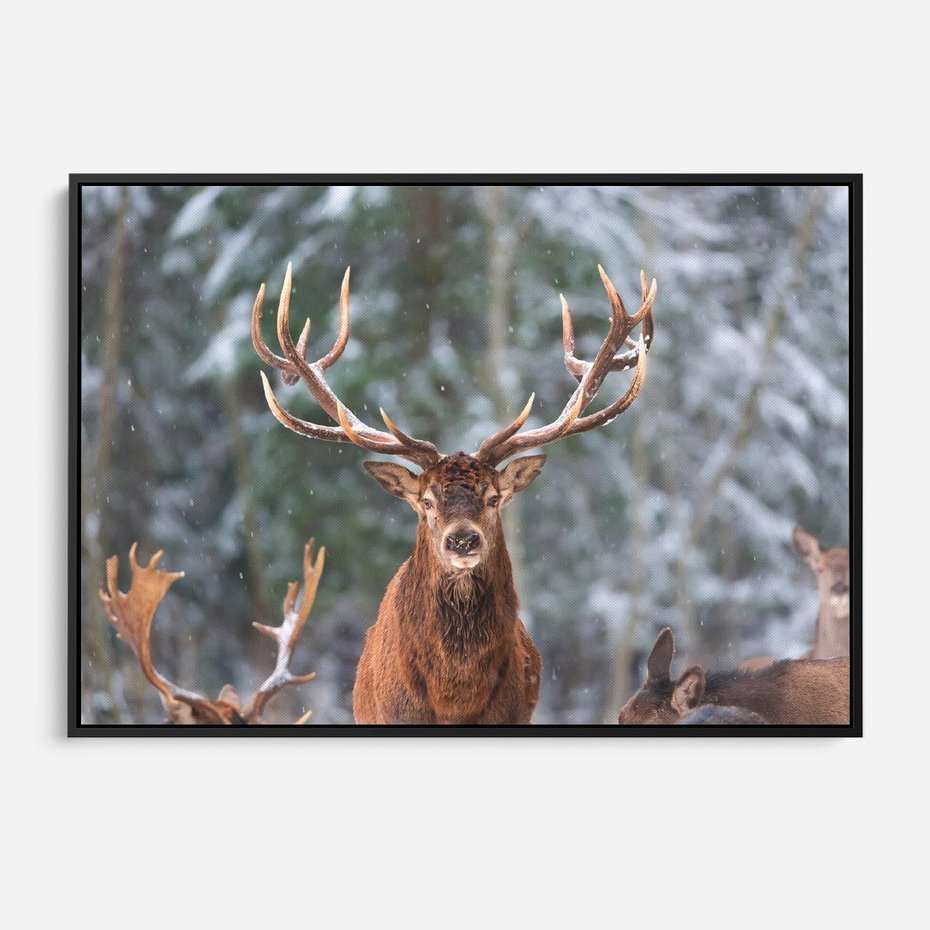 Obraz w ramie 70x50 - Monarcha Zimowej Dziczy - jeleń, zima - rama czarna