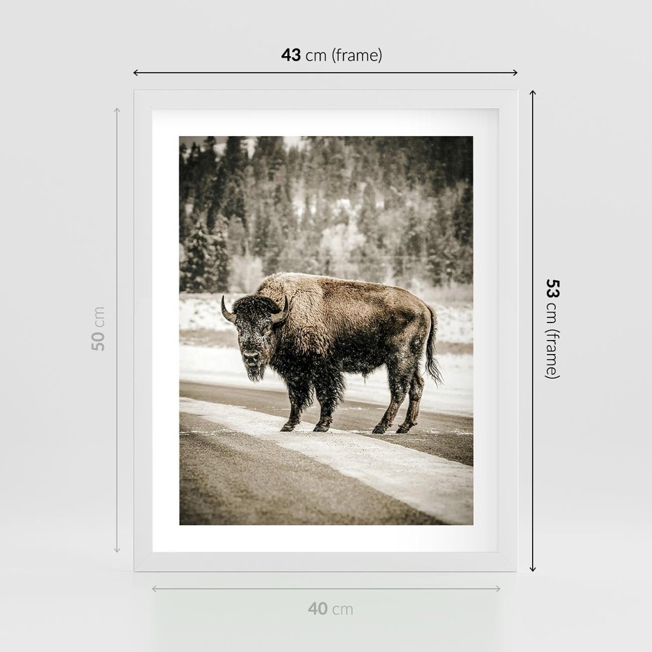 Plakat w ramie 40x50 - Spotkanie z Żubrem na Leśnej Drodze - żubr, las - rama biała