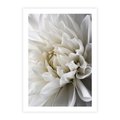 Plakat bez ramy 40x50 - Białe Kwiaty Delikatności - białe, kwiaty
