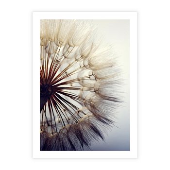 Plakat bez ramy 40x50 - Makro piękno dmuchawca - makro, dmuchawiec