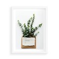 Plakat w ramie 50x70 - Eukaliptusowa harmonia - eukaliptus, liście - rama biała