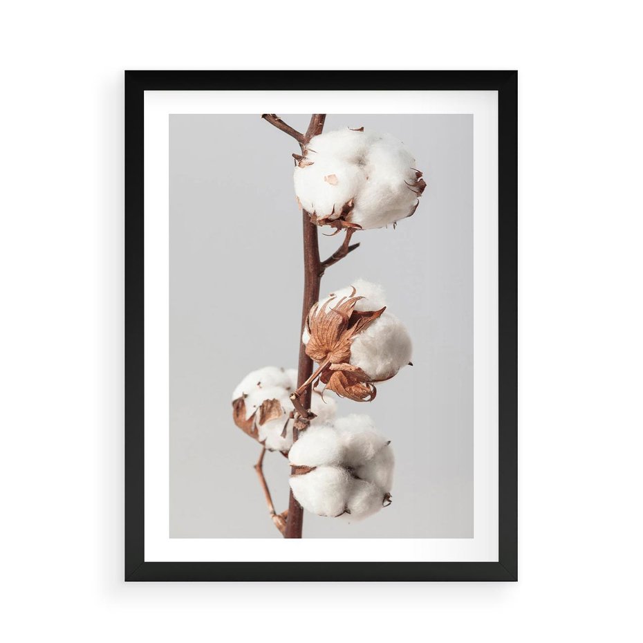 Plakat w ramie 50x70 - Spokojna Gałązka Bawełny - gałązka bawełny, prosta spokojna fotografia - rama czarna