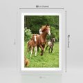 Plakat w ramie 50x70 - Galopujące konie - konie, galop - rama biała