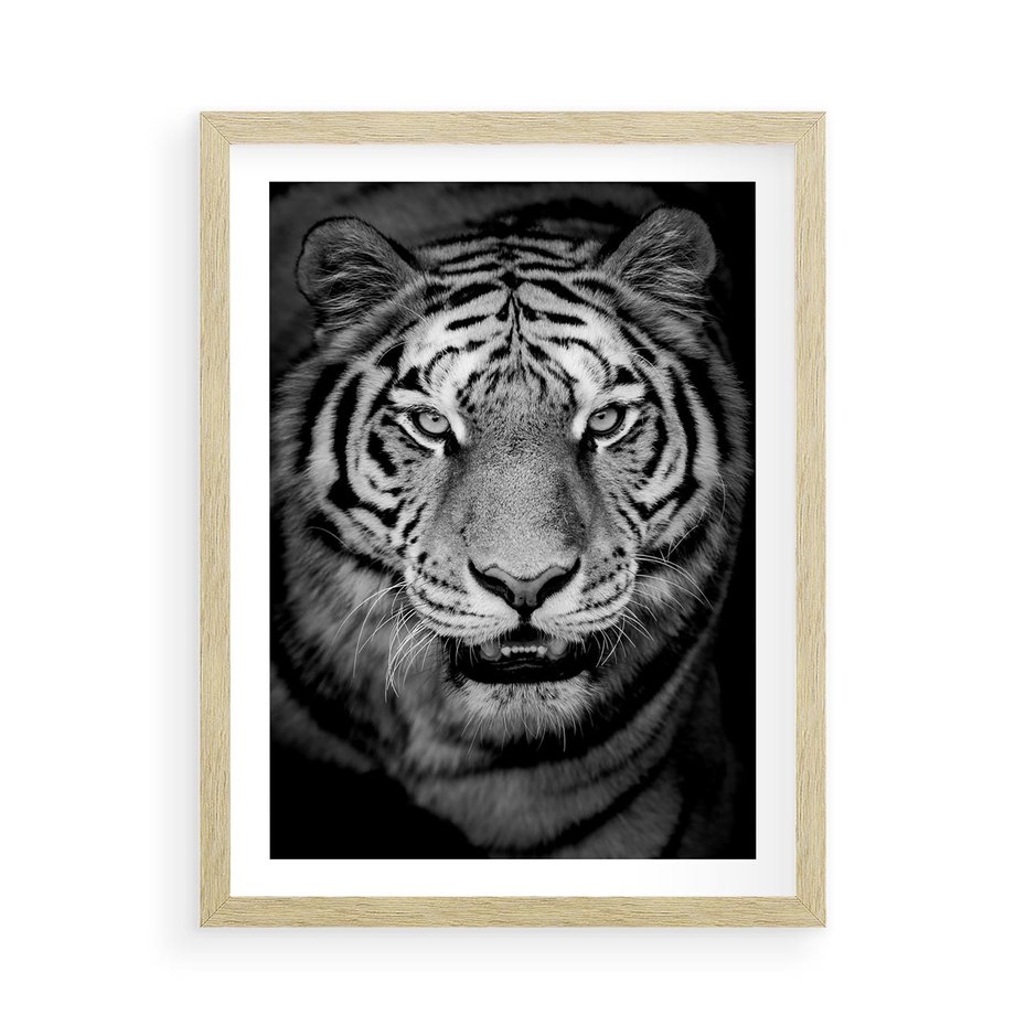 Plakat w ramie 50x70 - Tygrys Czarno-Biały: Siła i Delikatność - tygrys, czarno - rama drewno