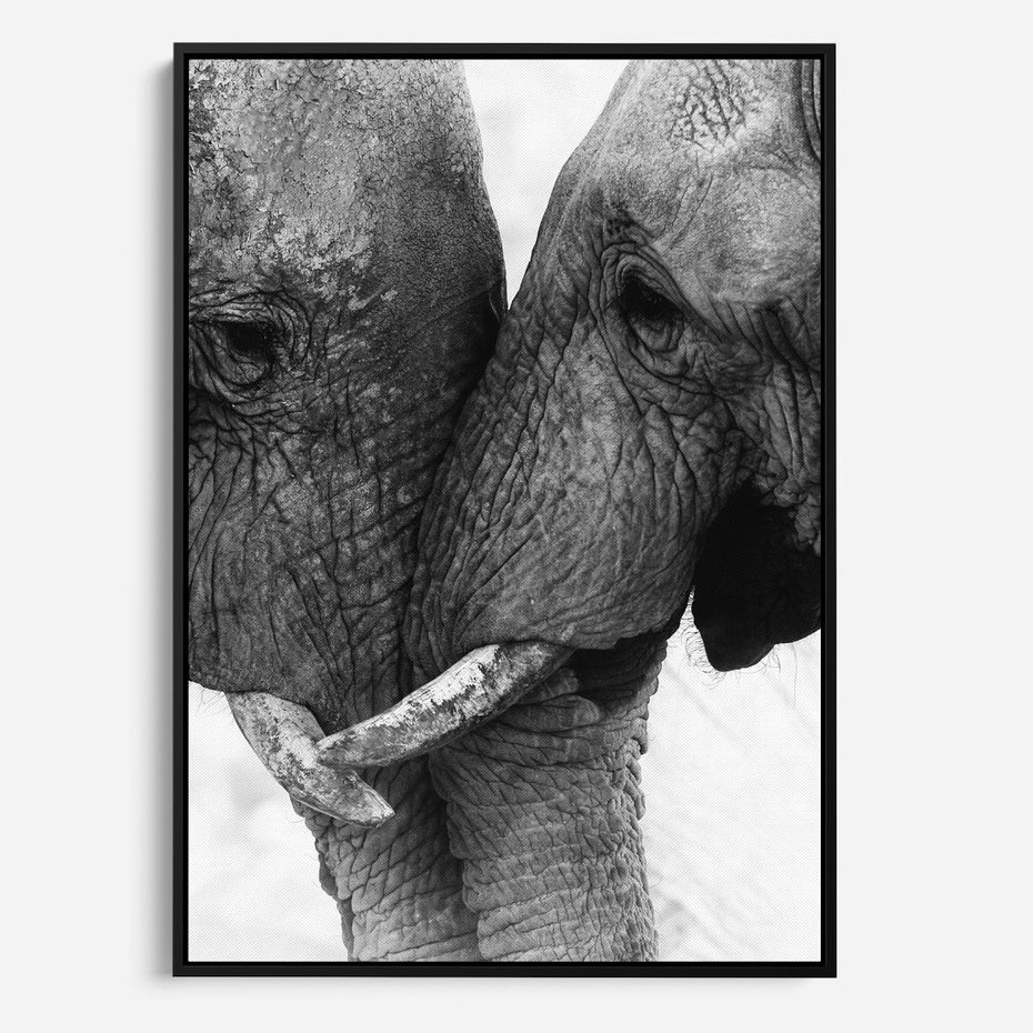 Obraz w ramie 50x70 - Spotkanie Mądrości - fotografia czarno biała, dwa słonie - rama czarna