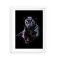 Plakat w ramie 50x70 - Czarna pantera: majestat i siła - czarna, pantera - rama biała