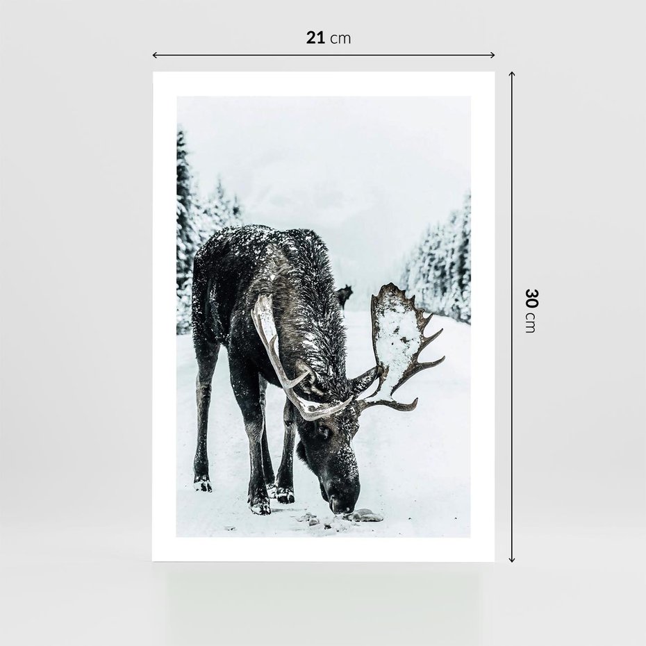 Plakat bez ramy 21x30 - Zimowy Portret Łosia - łoś w zimowej scenerii