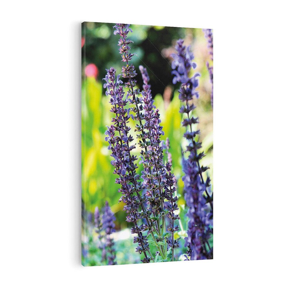 Obraz na płótnie 70x100 - Ogród Lawendowy - lawenda, kwiat