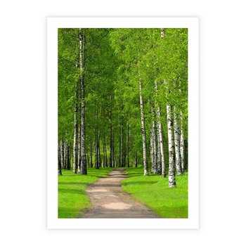 Plakat bez ramy 30x40 - Spacer Ścieżką w Urokliwym Lesie - las, ścieżka