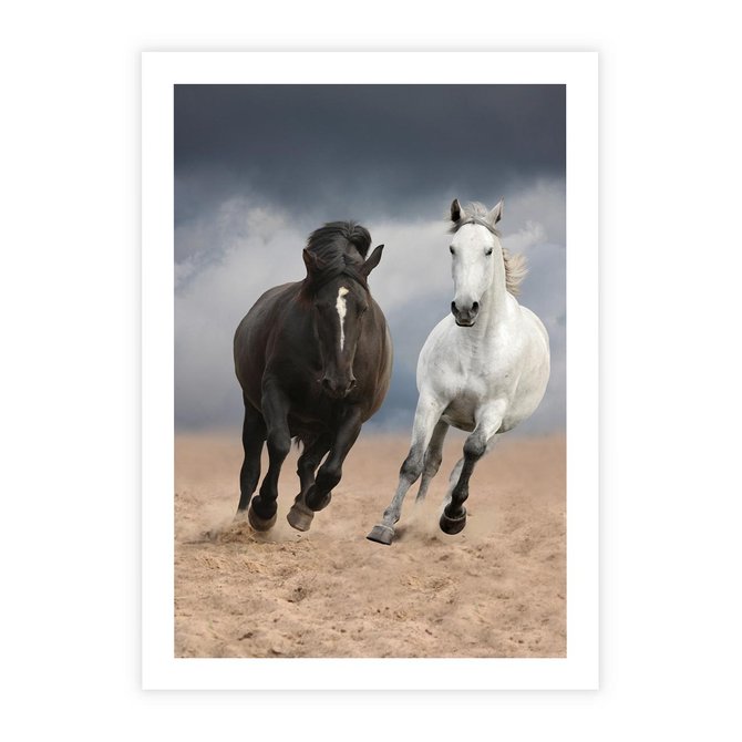 Plakat bez ramy 21x30 - Siła koni w galopie - konie, galop
