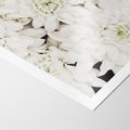 Plakat bez ramy 21x30 - Białe Kwiaty: Płatki Delikatności - białe kwiaty, zbliżenie