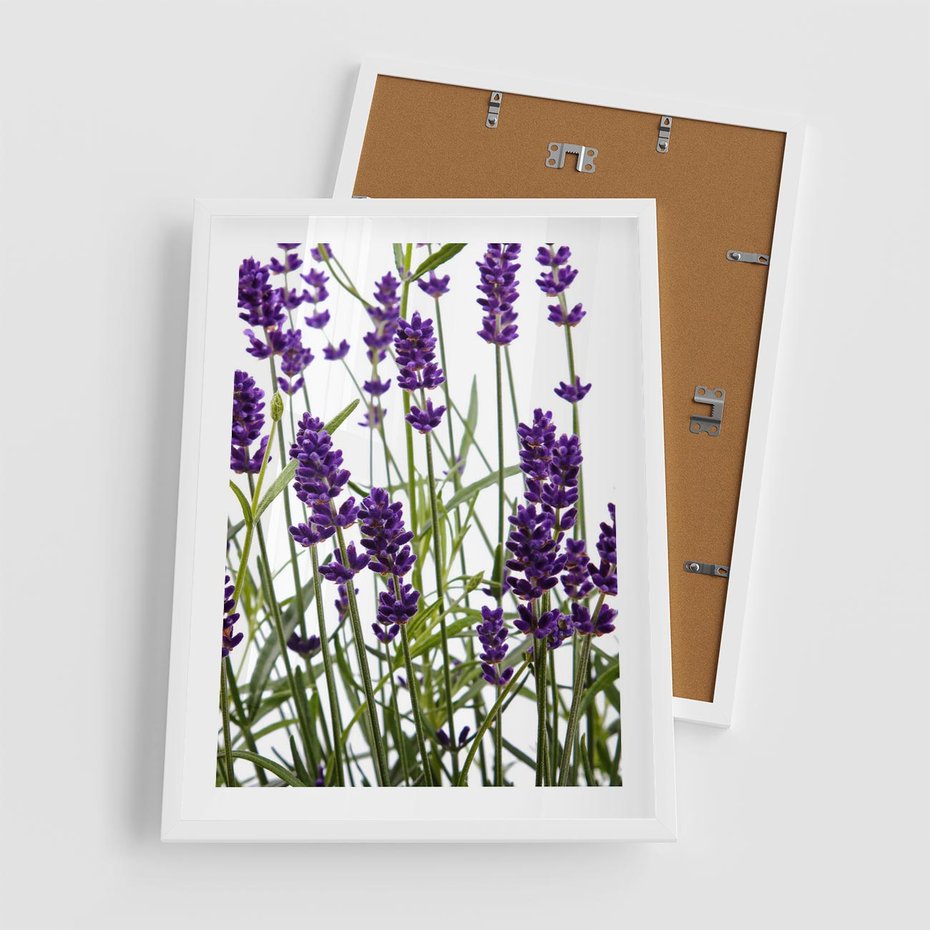 Plakat w ramie 50x70 - Fioletowa harmonia lawendy - lawenda, fiolet - rama biała