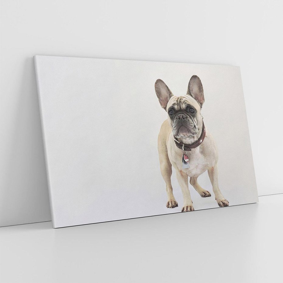 Obraz na płótnie 70x50 - Wernisaż psiego wdzięku - pies, piesek