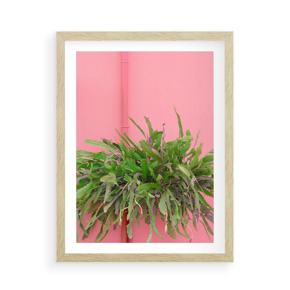 Plakat w ramie 50x70 - Fotografia Rośliny z Różowym Tłem - fotografia, zielona roślina na tle różwj ściany - rama drewno