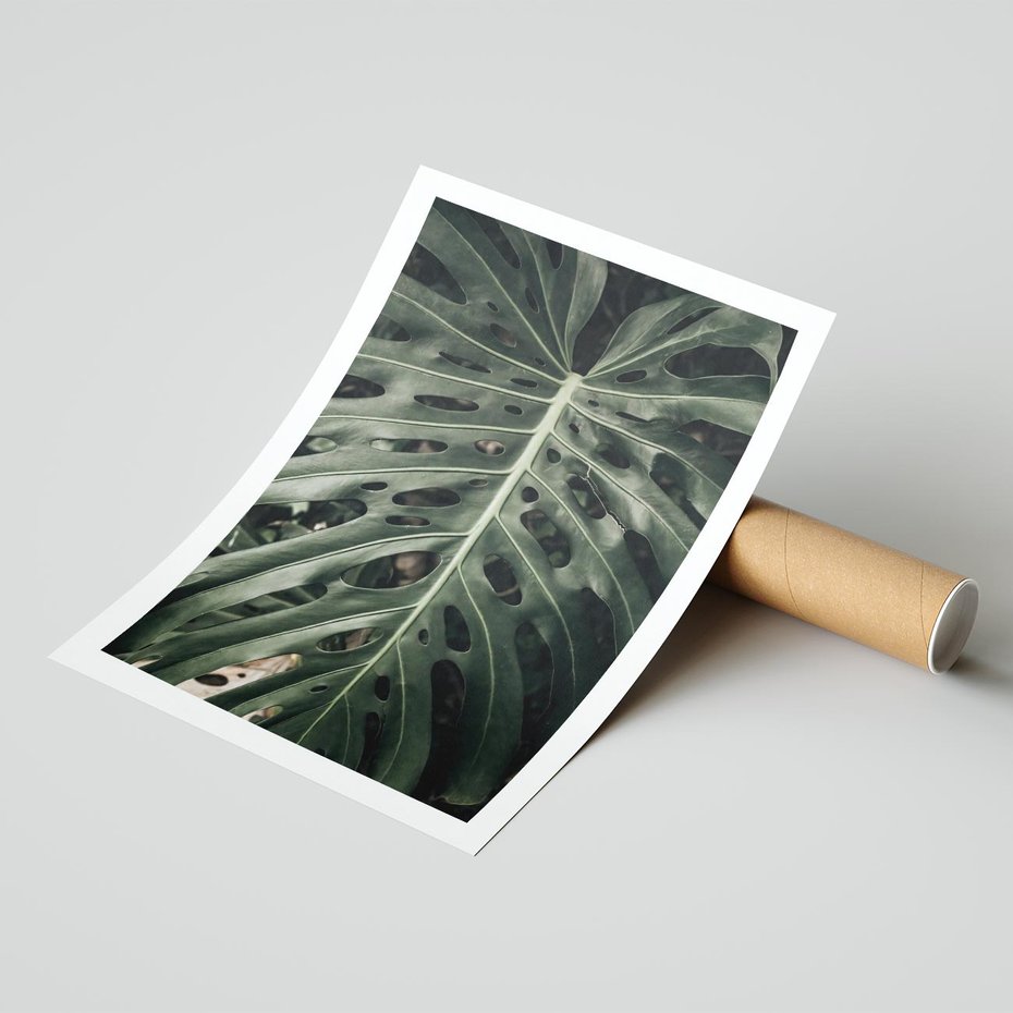 Plakat bez ramy 50x70 - Majestatyczny Liść Monstery - liść monstery, majestatyczny liść