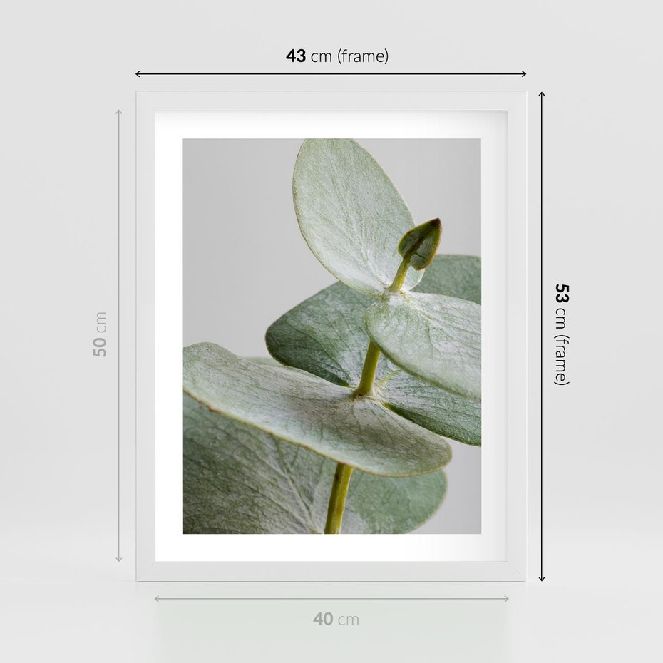 Plakat w ramie 40x50 - Eukaliptusowa zieleń - eukaliptus, zielone - rama biała