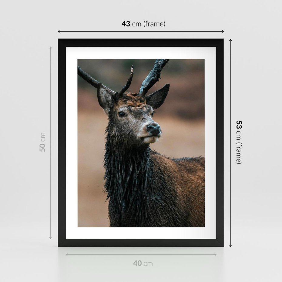 Plakat w ramie 40x50 - Spokojny jeleń - jeleń, las - rama czarna